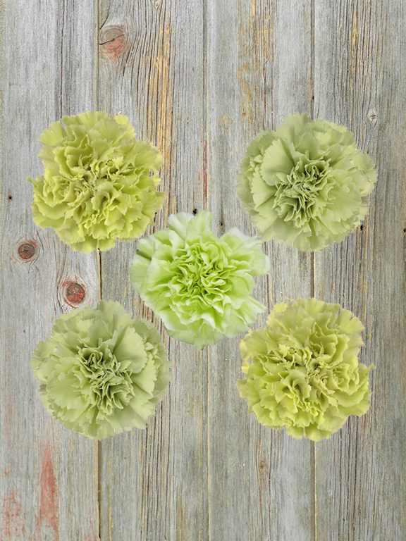 NATURAL  GREEN CARNATIONS